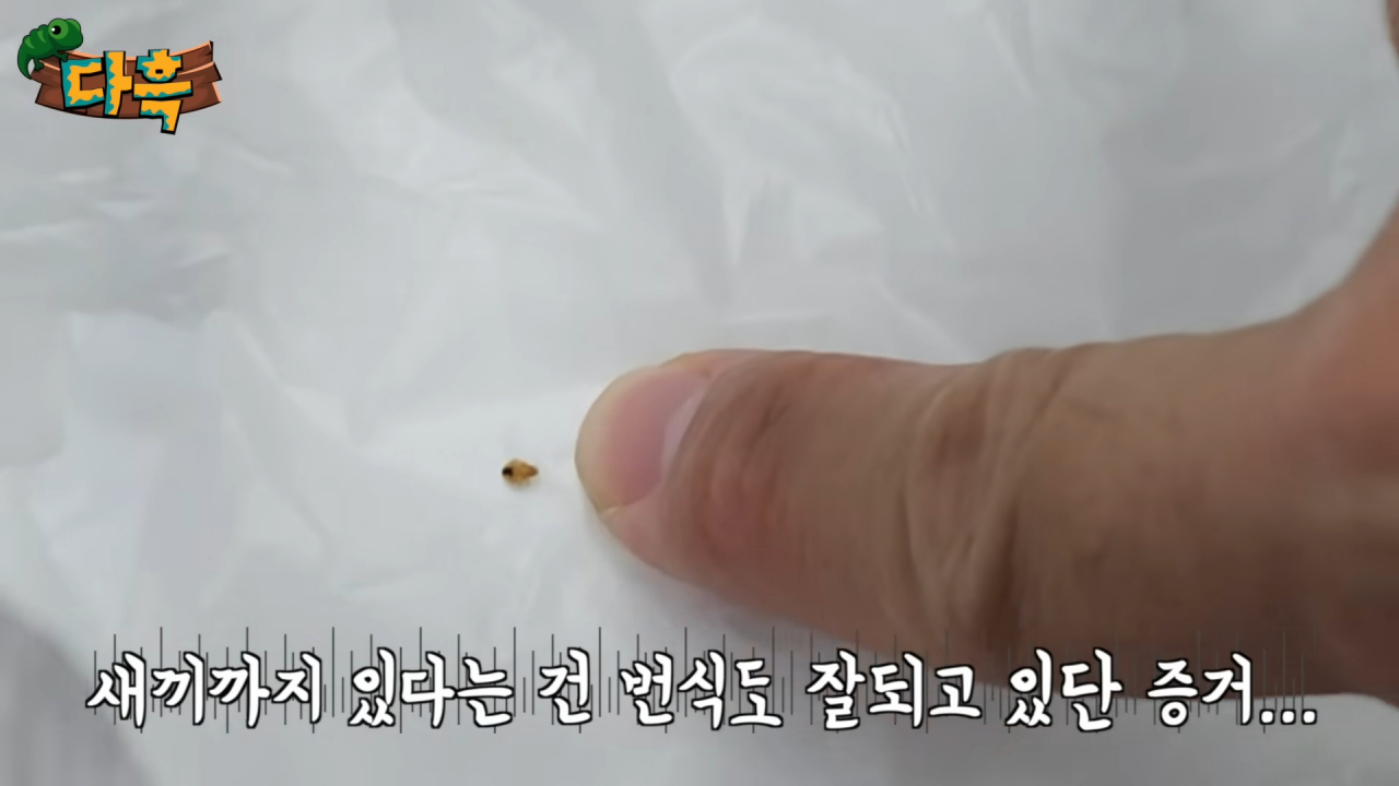 [유튜브 채널 '다흑']