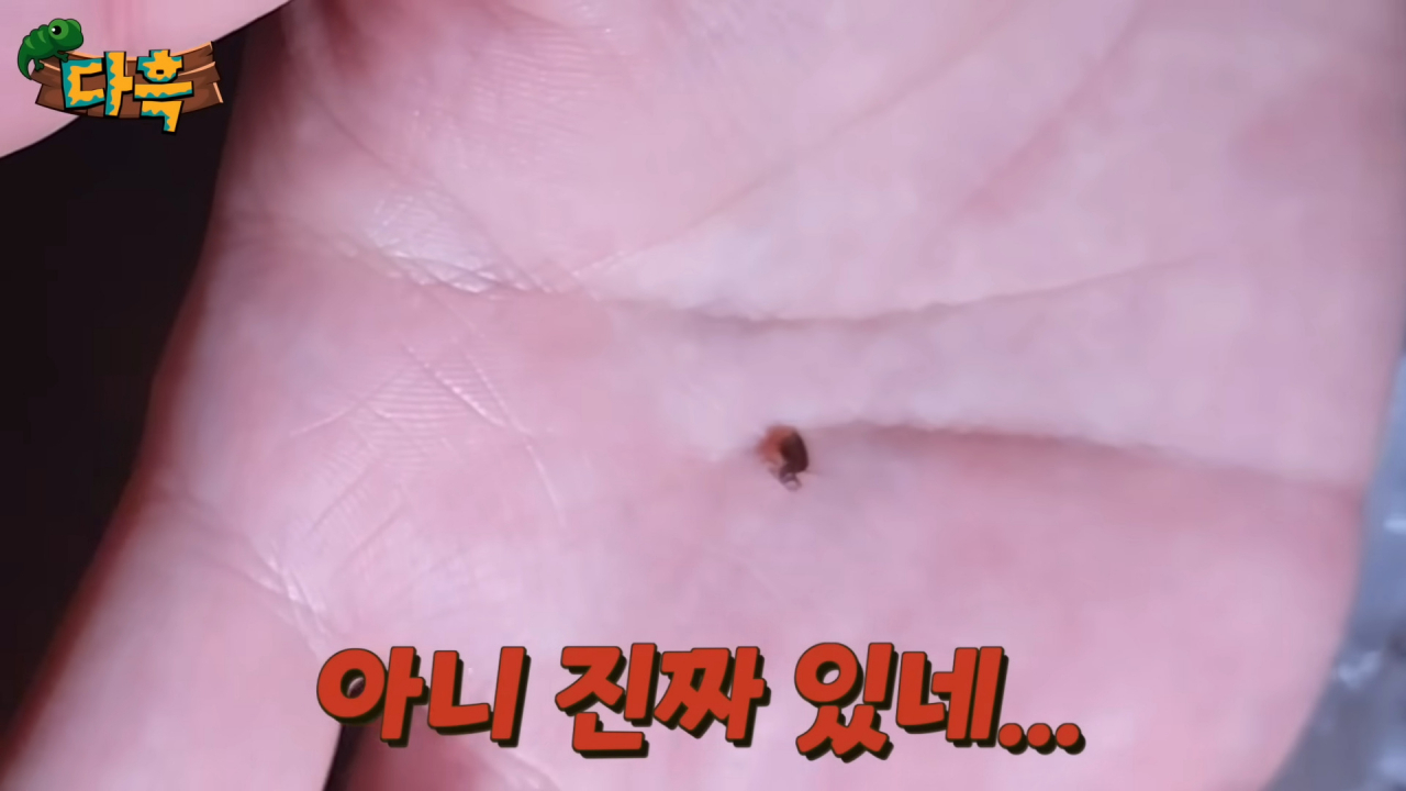 [유튜브 채널 '다흑']