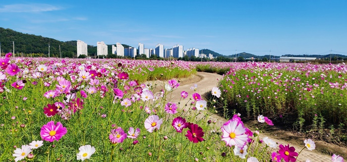 2023순천만정원박람회 권역 풍덕경관정원에 코스모스가 활짝 피어 있다. [순천시 제공]