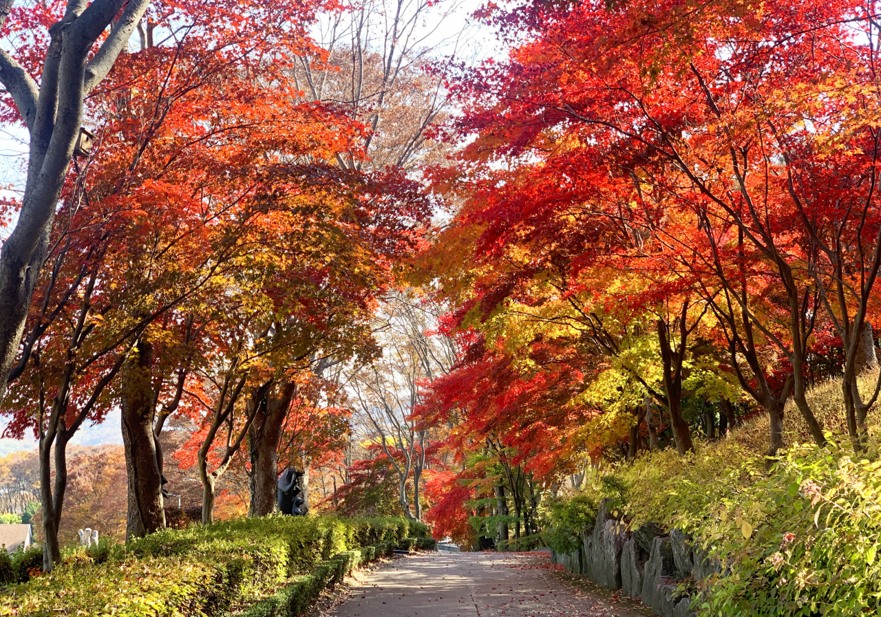 단풍 산책로