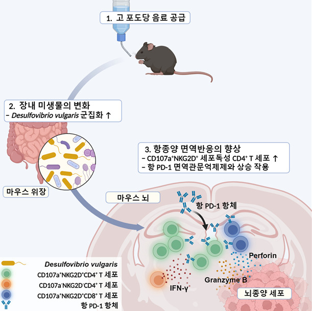 고 포도당 음료가 장내 미생물의 조절을 통해 교모세포종 면역반응에 미치는 영향연구에 대한 전체적인 연구개요. [KAIST 제공]
