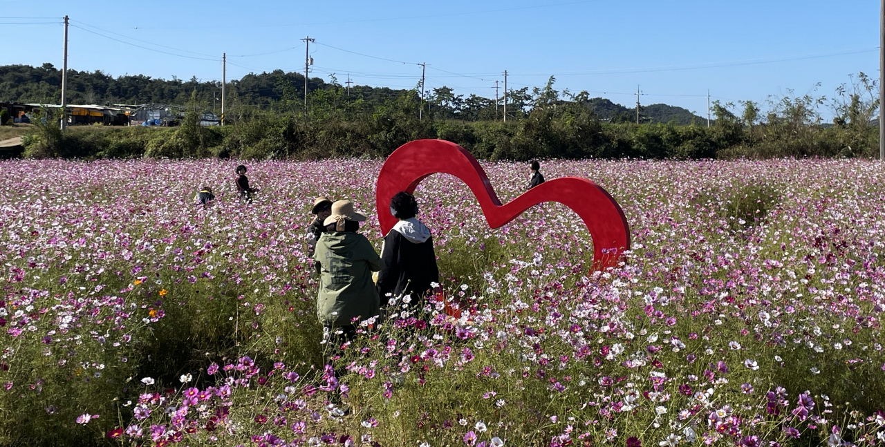 반남면 고부군 일대 2만여평의 코스모스 꽃밭