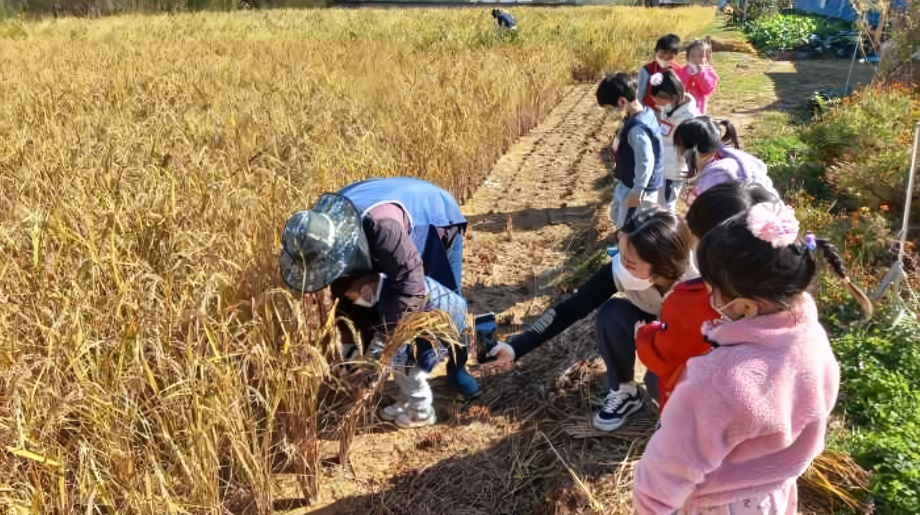 벼베기 체험 [경기도농수산진흥원 제공]
