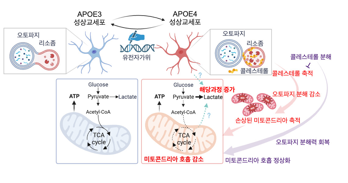 알츠하이머 치매 원인 인자 기능변화 모식도.[DGIST 제공]