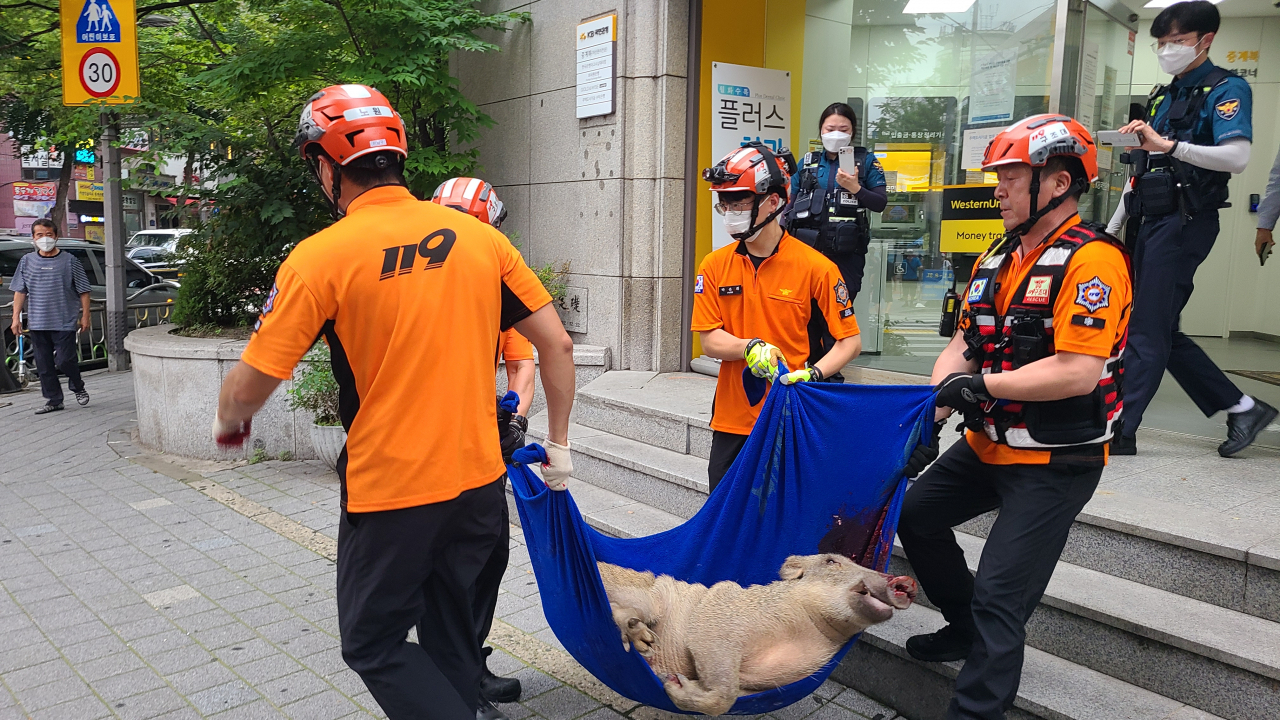 2022년 8월 6일 노원구 중계동에 출몰한 멧돼지를 서울시 소방재난본부에서 포획한 모습. [서울시 제공]