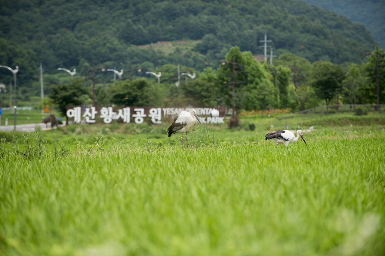 충남 예산 황새공원 전경