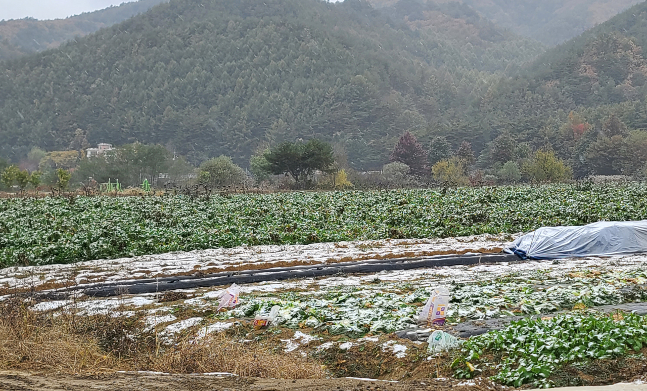 강원도 내 곳곳이 올가을 들어 가장 추운 날씨를 보인 21일 평창군 진부면의 한 농촌 마을에 눈이 내리고 있다. 강원지방기상청에 따르면 이날 설악산과 광덕산 등에 올가을 첫눈이 내렸다.[연합]