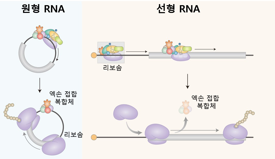 이번 연구성과 모식도.[KAIST 제공]