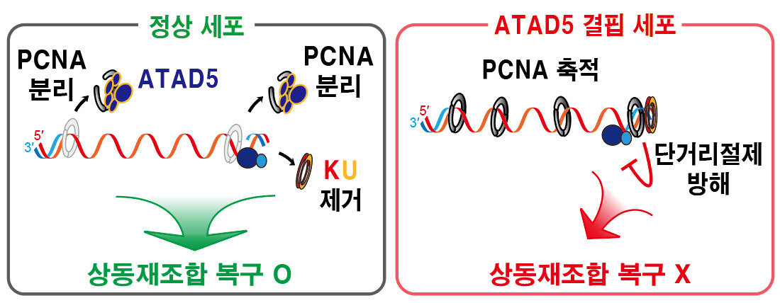 DNA 이중나선절단 부위에 남은 PCNA가 상동재조합 복구 결함을 일으키는 메커니즘.[IBS 제공]