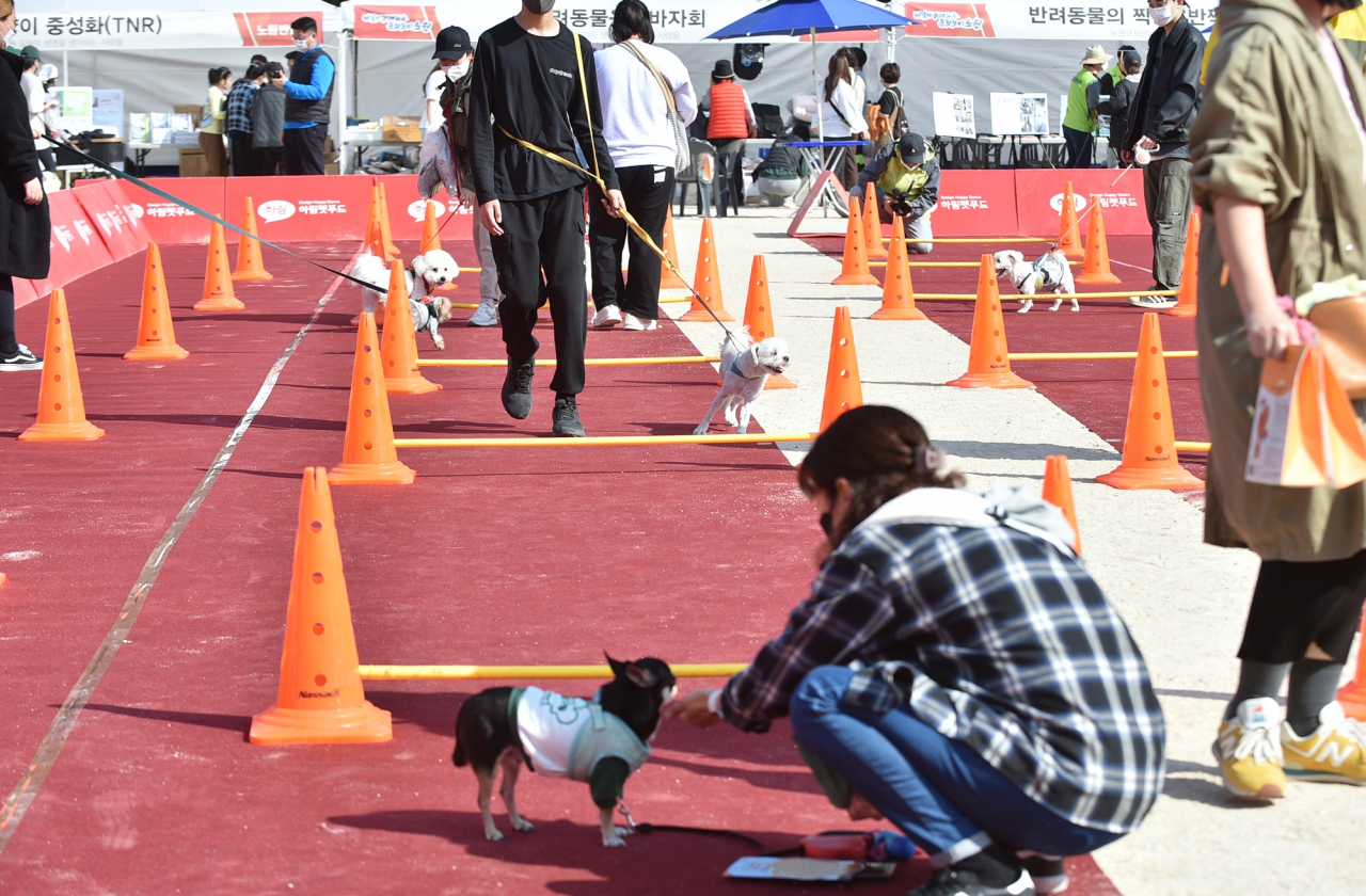 노원구에서 지난해 열린 반려동물 문화축제 운동회에 참여한 반려견. [노원구 제공]