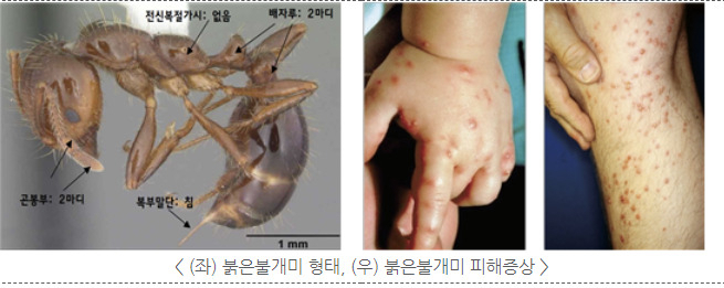 붉은 불개미 형태 및 피해증상 [농림축산검역본부 홈페이지 갈무리]