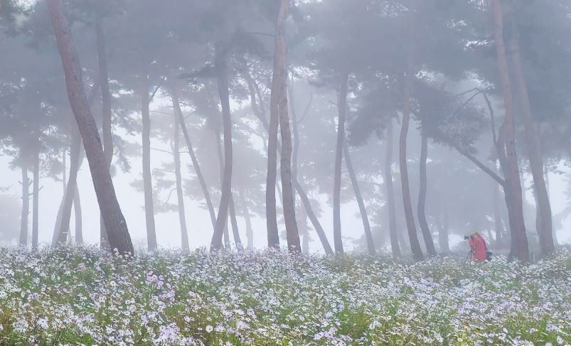 정읍 구절초정원 운무. [연합]