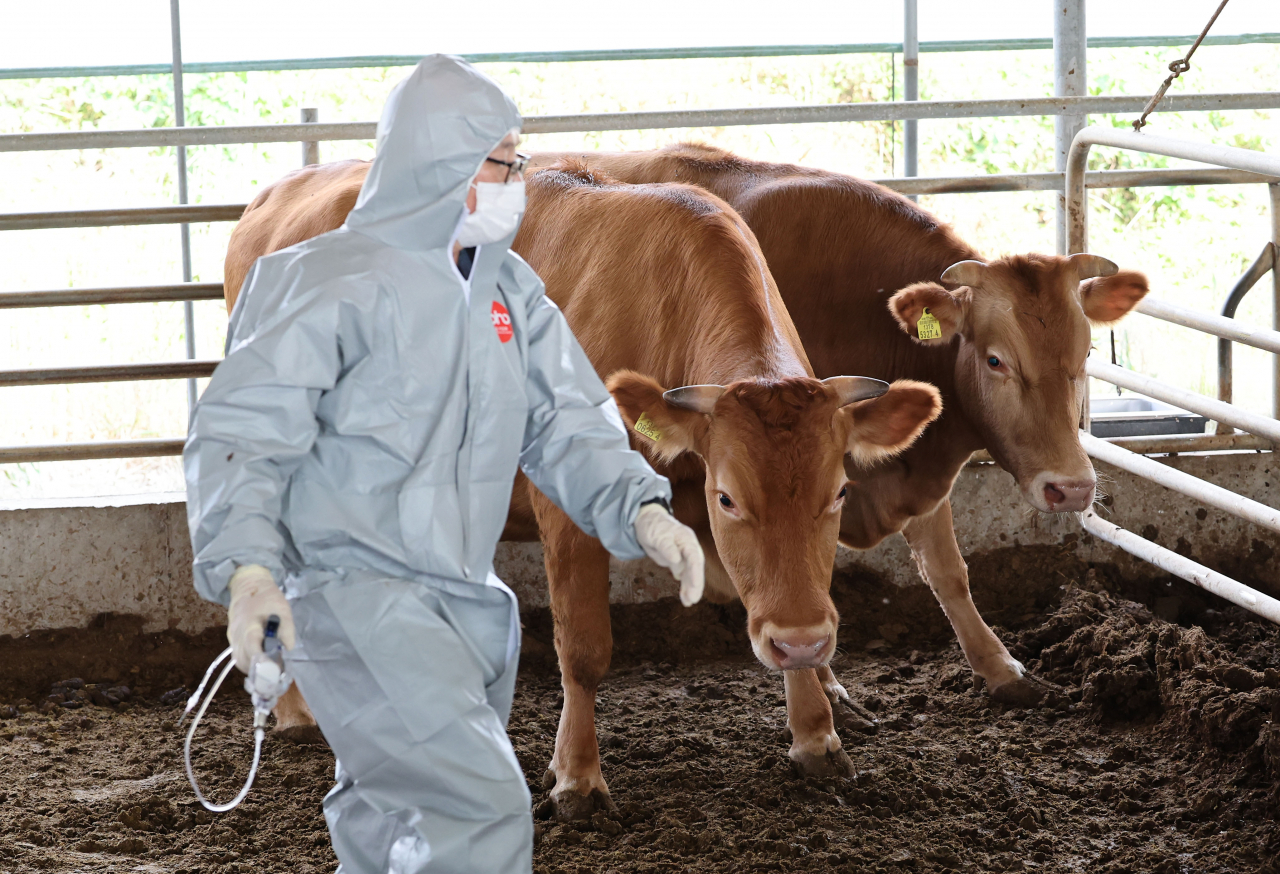 Cattle wait to be vaccinated at a farm in Seosan, 98 kilometers southwest of Seoul, on Oct. 23. (Yonhap)
