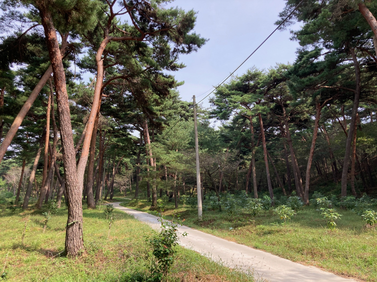 ‘2023년 우리가 키운 우수 조림지’ 내화수림대 분야서 최우수를 받은 태안군 안면읍 중장리 산5-138번지 일원