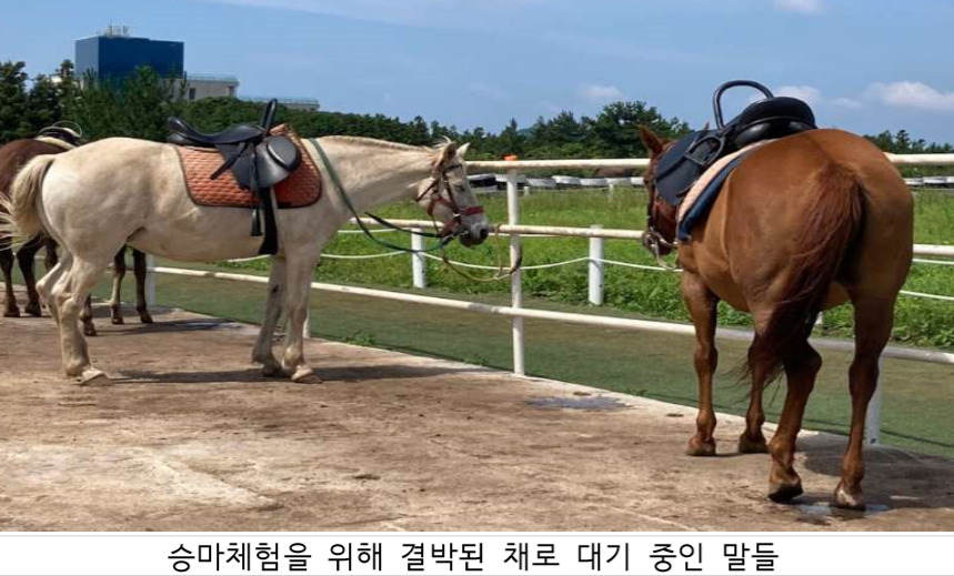 “앞이 안보여요” 그래도 종일 터벅터벅…승마체험, 사람들만 신났다 [지구, 뭐래?]