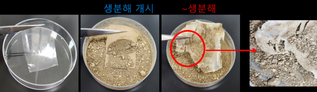 메디폴리머가 개발한 친환경소재의 생분해성 소재 실험결과.[안전성평가연구소 제공]