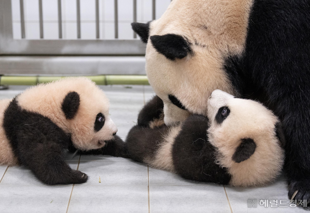 에버랜드는 올해 7월 태어난 국내 첫 쌍둥이 판다 루이바오·후이바오가 엄마 아이바오와 함께 생활하게 됐다고 7일 밝혔다. [사진=삼성물산 제공]