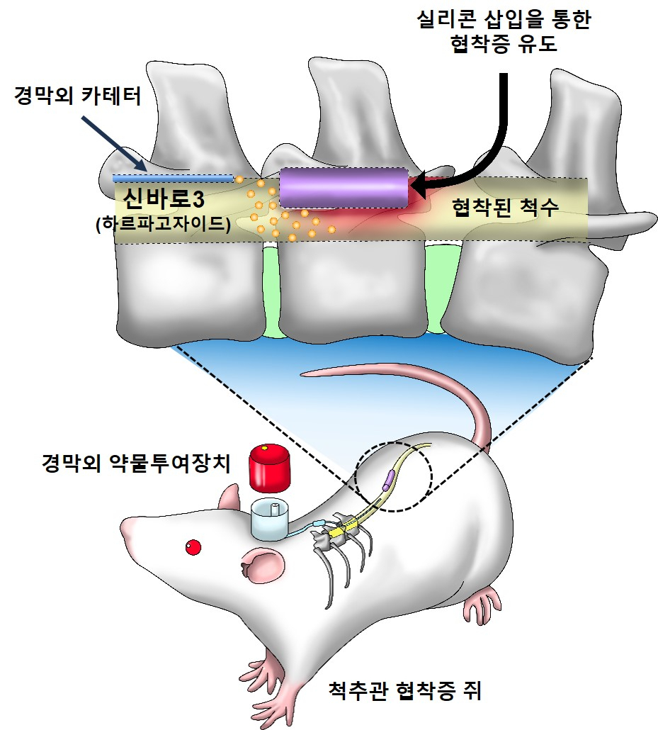 [사진설명] 실험에 활용된 동물실험 모델
