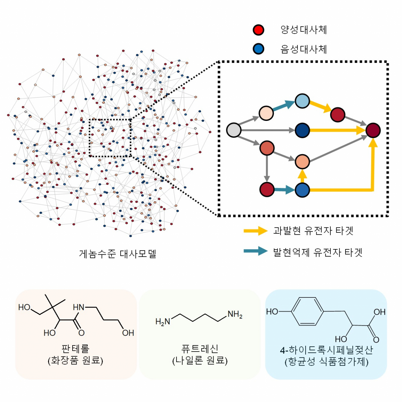 컴퓨터 시뮬레이션 아이브릿지를 활용한 유용 화합물 생산 모식도.[KAIST 제공]