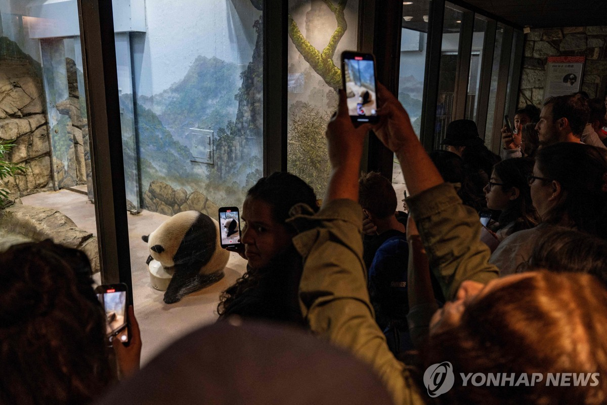 미국 워싱턴DC 국립동물원에 있는 판다. 중국 정부로부터 임대 형식으로 데려왔다. [워싱턴 AFP=연합]