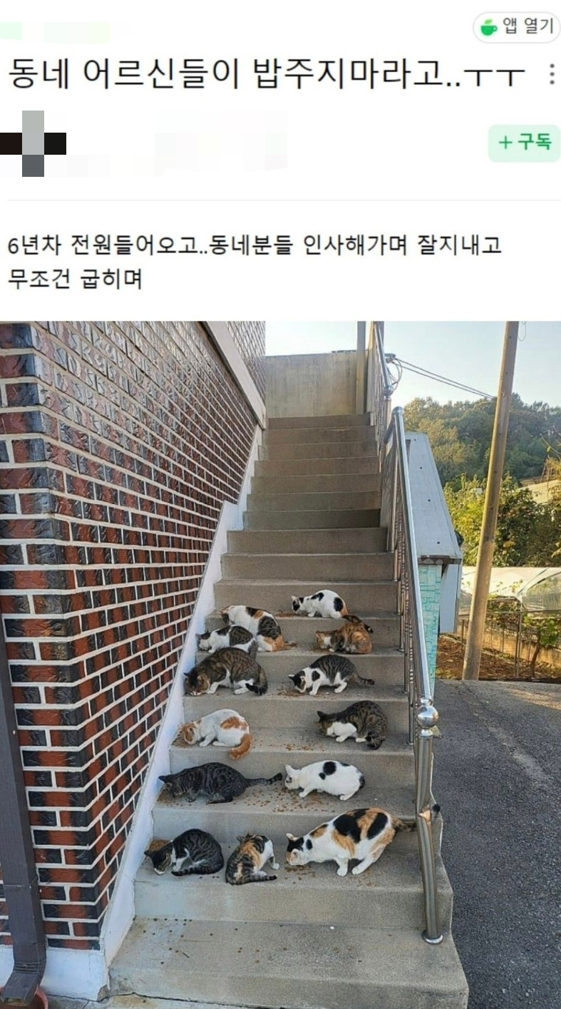 한 캣맘 커뮤니티에 올라온 직후 AI로 만들어졌다는 논란이 불거진 게시글. [네이버 카페]