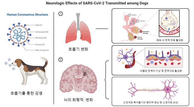 코로나19 감염 후유증 연구결과 모식도.[한국뇌연구원 제공]