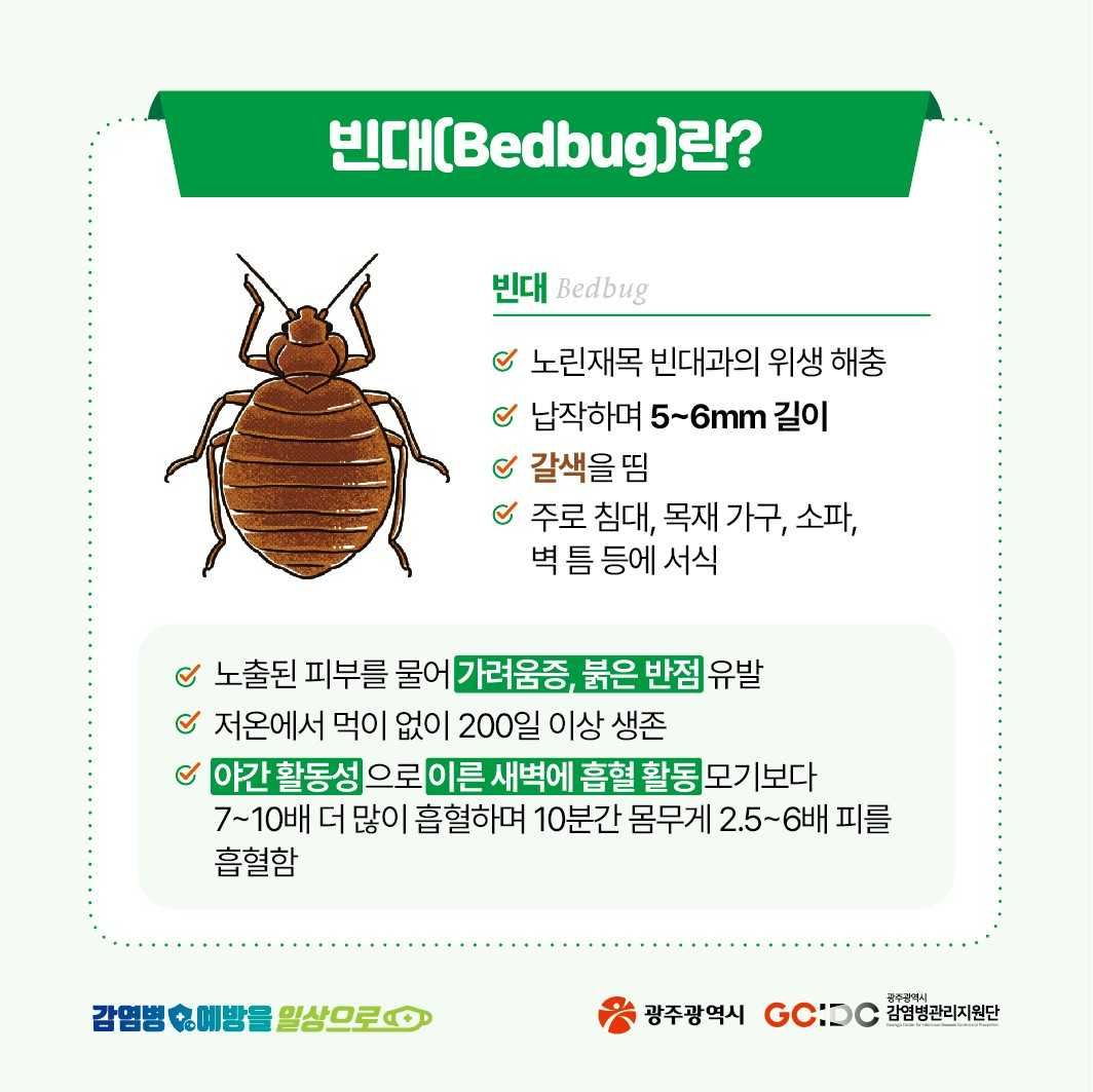 빈대