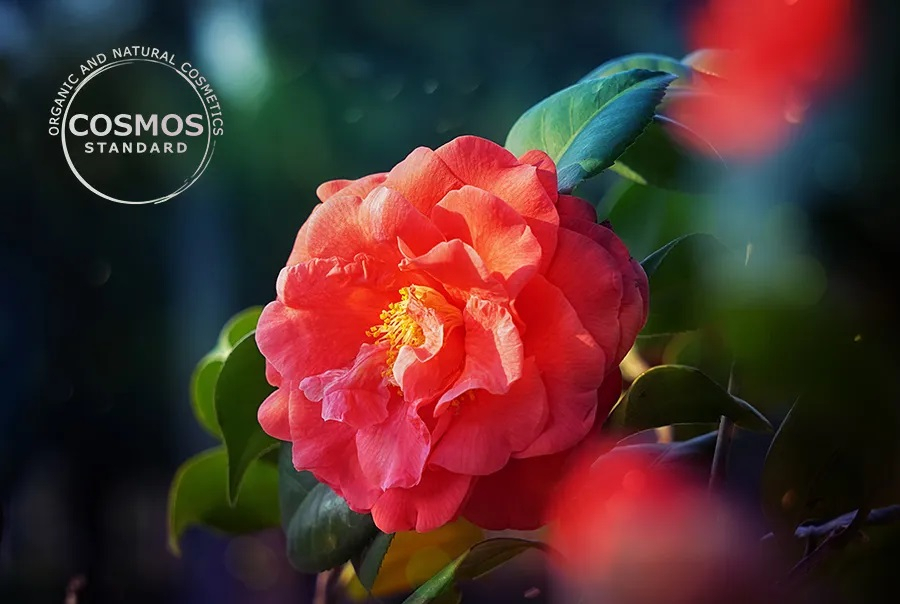 유기농·천연 화장품 국제인증(COSMOS) 표준 성분으로 승인된 아모레퍼시픽 개발 동백 원료 [아모레퍼시픽 제공]