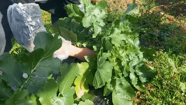 10일 전북 고창군 상하농원의 텃밭에서 한 어린이 참가자가 무를 수확하고 있다. 김희량 기자