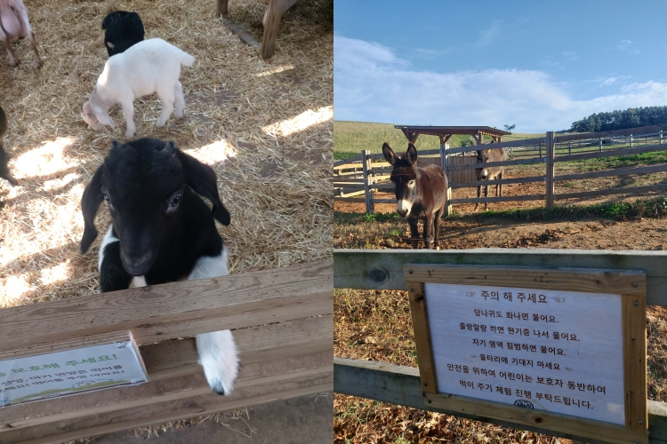 10일 전북 고창군 상하농원에서 만난 아기 염소(왼쪽)와 당나귀(오른쪽). 김희량 기자