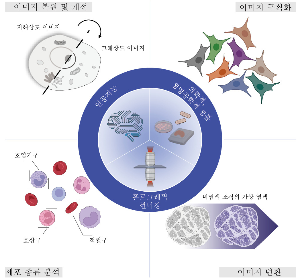 홀로그래픽 현미경과 인공지능을 결합해 수행할 수 있는 활용 방안 모식도.[]KAIST 제공]