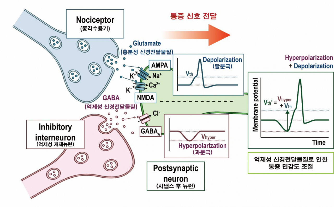 흥분성 및 억제성 신경전달물질로 인한 통각수용체의 동작 모식도.[KAIST 제공]