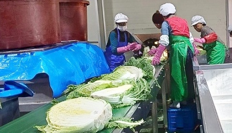 외서댁 절임배추 공장 내부.