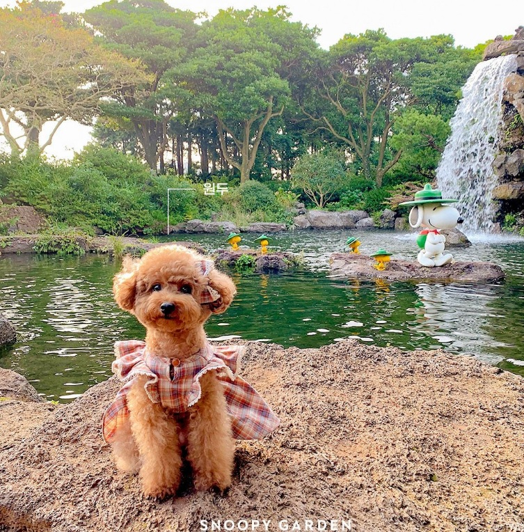 A dog poses for photos at Snoopy Garden. (Snoopy Garden)