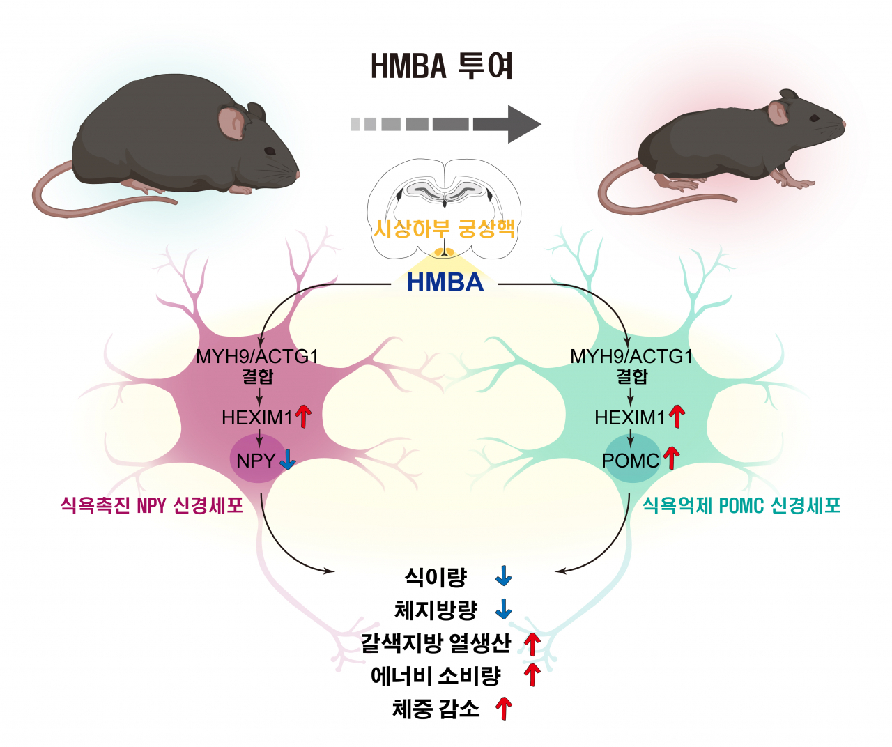 HMBA의 대사조절 기전 모식도.[DGIST 제공]