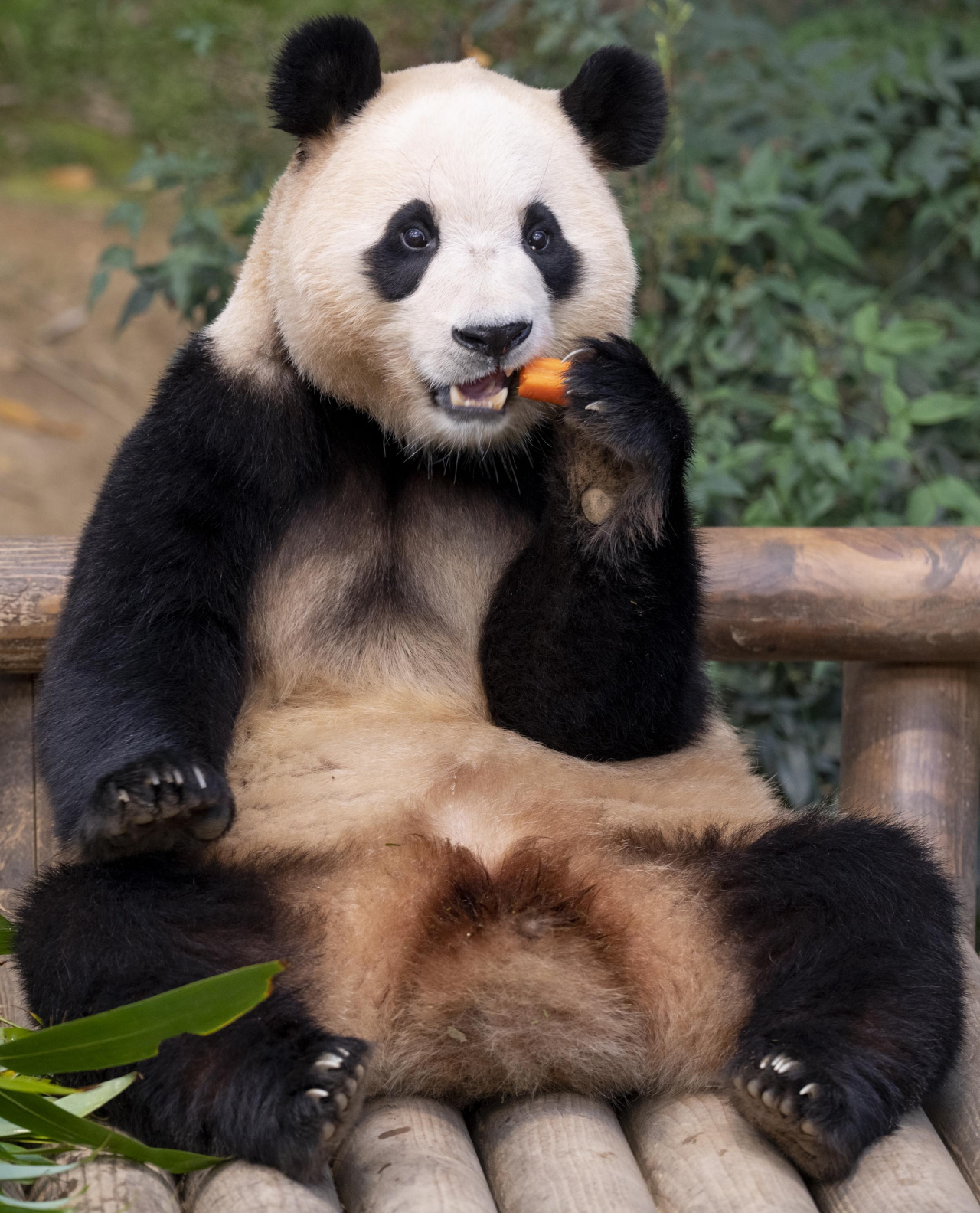 푸바오