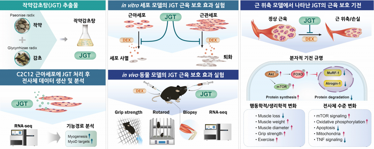 작약감초탕의 근육 보호 기전 모식도.[한국한의학연구원 제공]