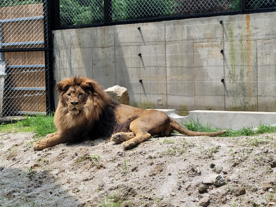 A lion named Baram rests in Cheongju Zoo in Cheongju, North Chungcheong Province. Baram came to nationwide attention as the "malnourished lion" after being photographed at Bugyeong Zoo in Gimhae, South Gyeongsang Province. (Cheongju Zoo)