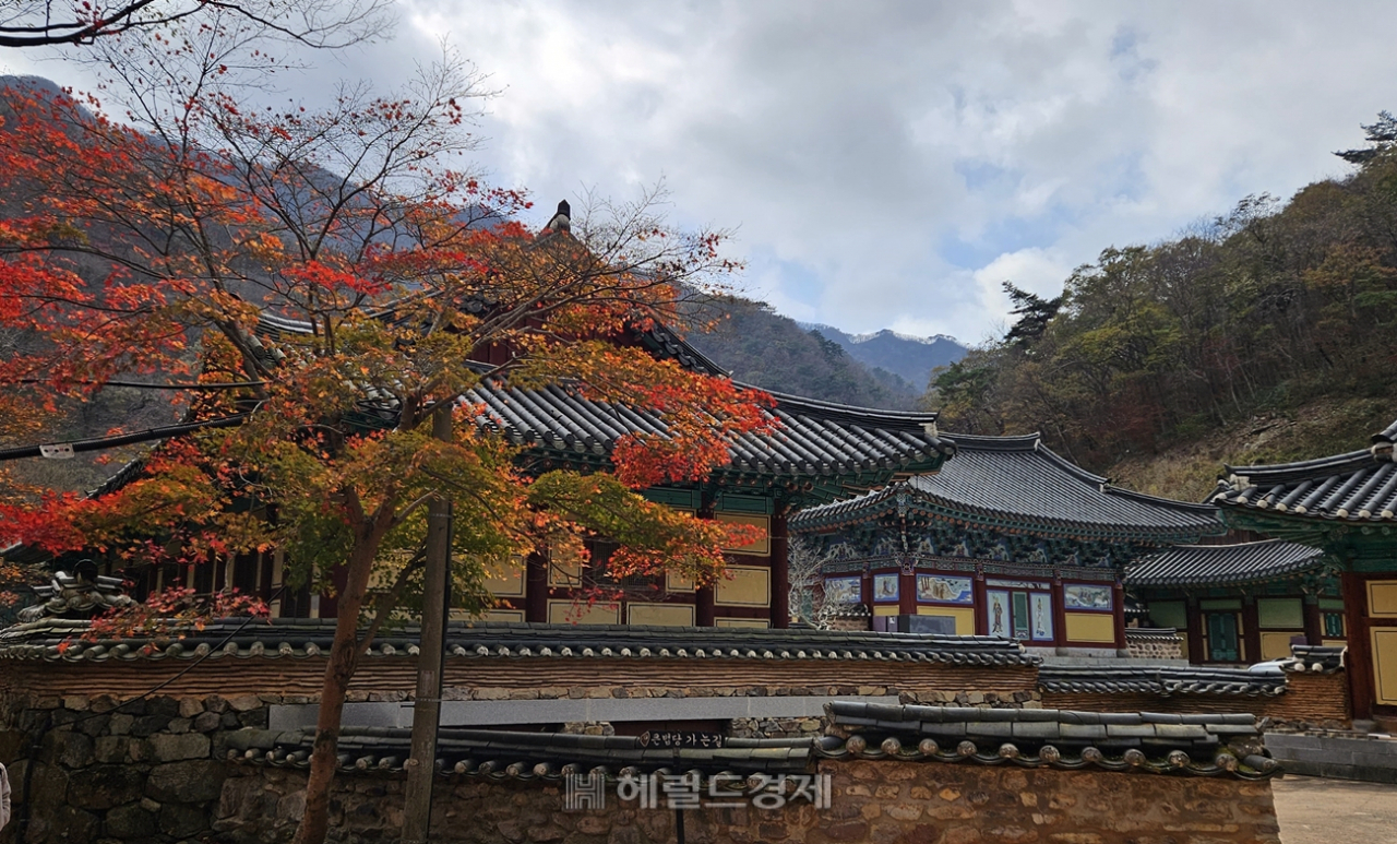 내장사 경내. 붉게 물든 단풍나무가 가을정취를 물씬 풍기고 있었다.
