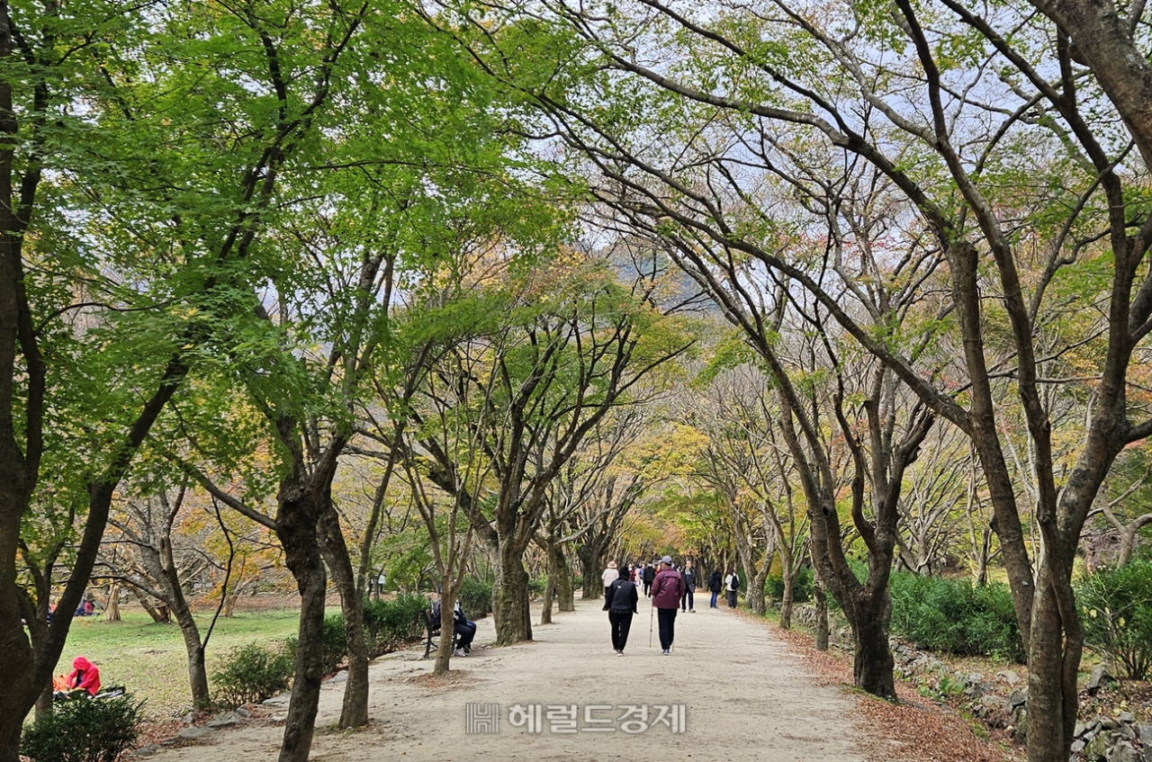 내장산의 명소 단풍터널. 필자가 방문했을 때 초록색 잎이 많았다.