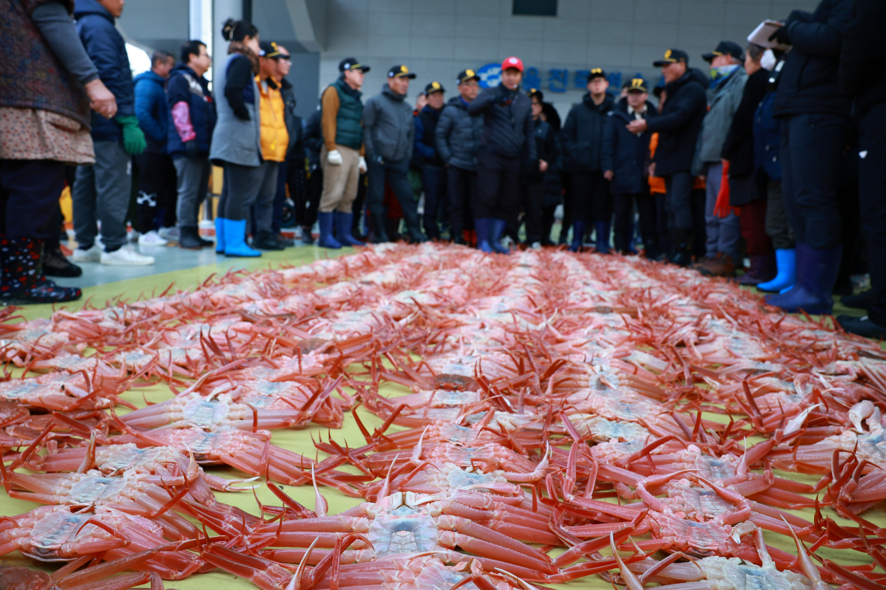 지난 10일 죽변수협 위판장에서 울진 대게의 올해 첫 위판이 진행됐다.[울진군 제공]