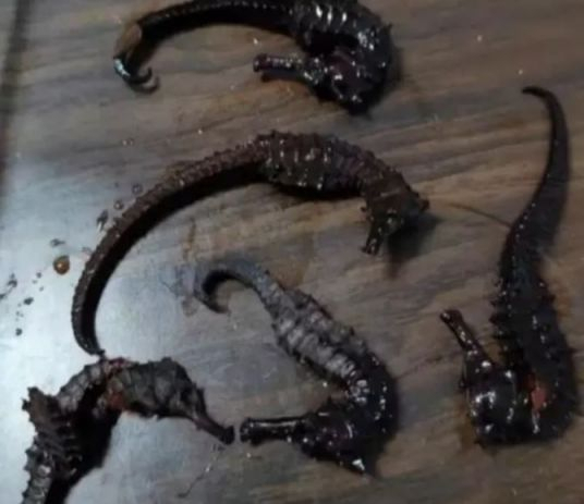 약용주에서 나온 가짜 해마. [웨이보 캡처]