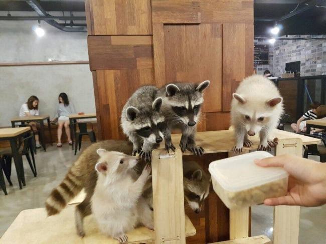 Korea bans cafes exhibiting exotic animals