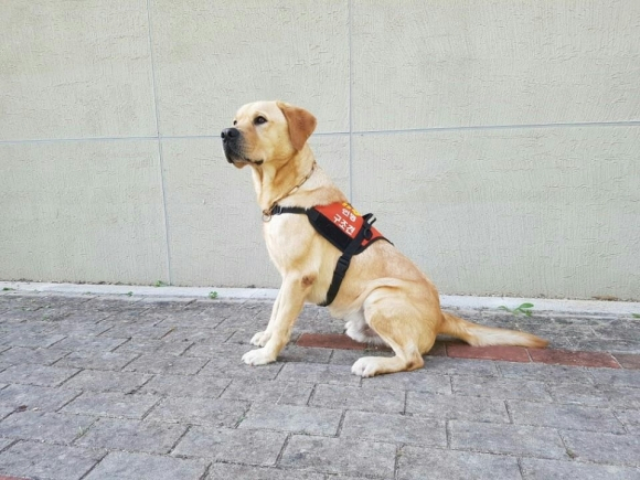A-rong (Gyeonggi-do Northern Special Response Unit)