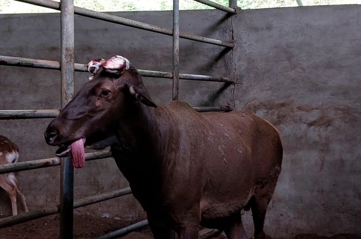 뿔이 잘려 나간 사슴의 모습. [PETA]