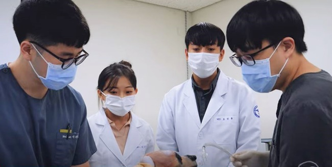 전북대 수의과대학 실습 장면.