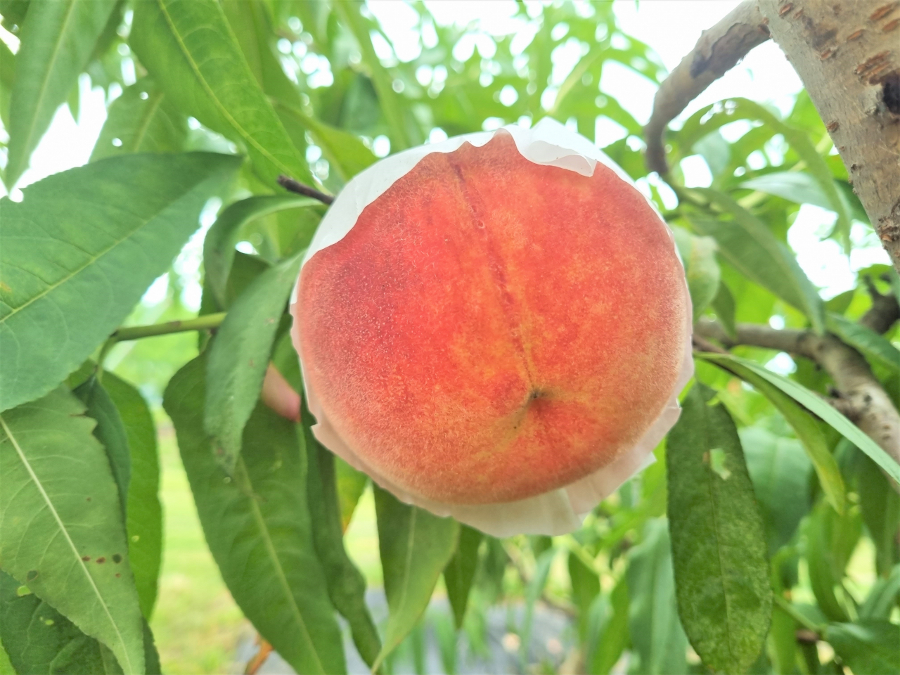 복숭아 스위트하백(백도)[경북도 제공]