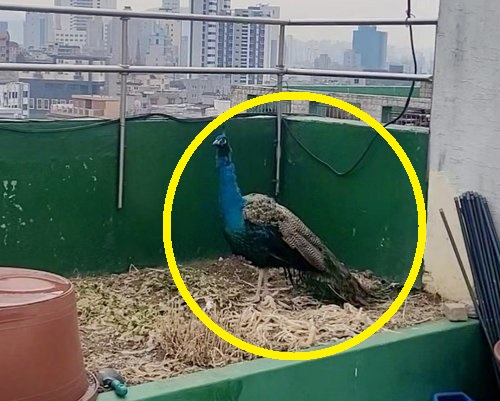 4일 오전 은평구 주택가에 나타난 공작새.[ 연합]