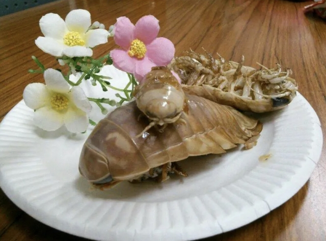 “결국 사라졌다” 맛있어 즐겨 먹더니…인간 때문에 ‘전멸’ [지구, 뭐래?]