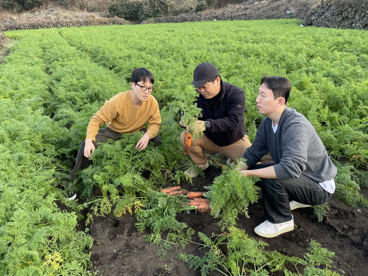 현대그린푸드 바이어와 구좌농협유통센터 직원이 제주도 구좌읍 당근 농가에서 당근을 살펴보고 있다. [현대백화점 제공]